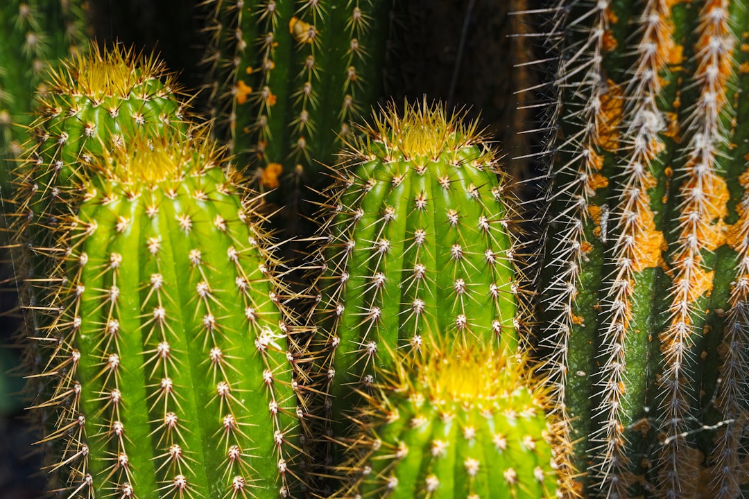 Adaptaciones del desierto